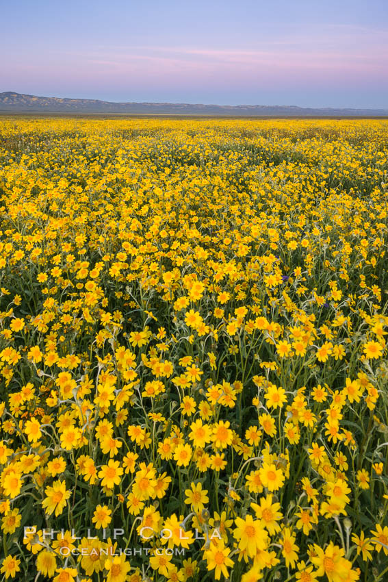 Wildflowers bloom across Carrizo Plains National Monument, during the 2017 Superbloom. Carrizo Plain National Monument, California, USA, natural history stock photograph, photo id 33248