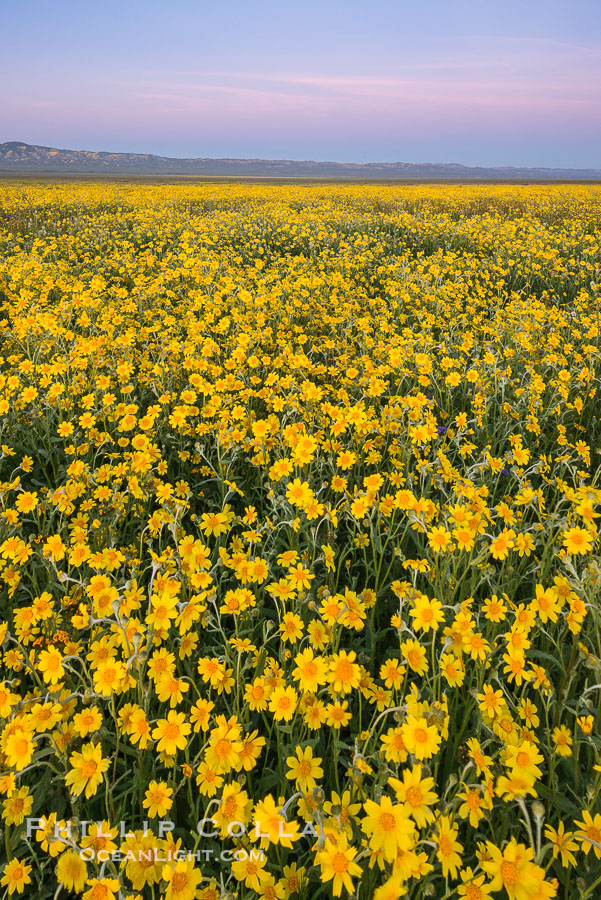 Wildflowers bloom across Carrizo Plains National Monument, during the 2017 Superbloom., natural history stock photograph, photo id 33248