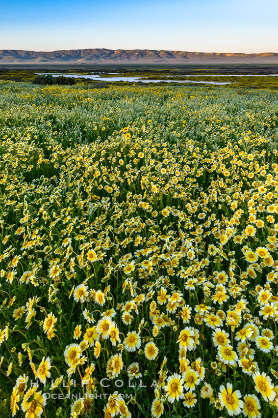 Wildflowers bloom across Carrizo Plains National Monument, during the 2017 Superbloom. Carrizo Plain National Monument, California, USA, natural history stock photograph, photo id 33252