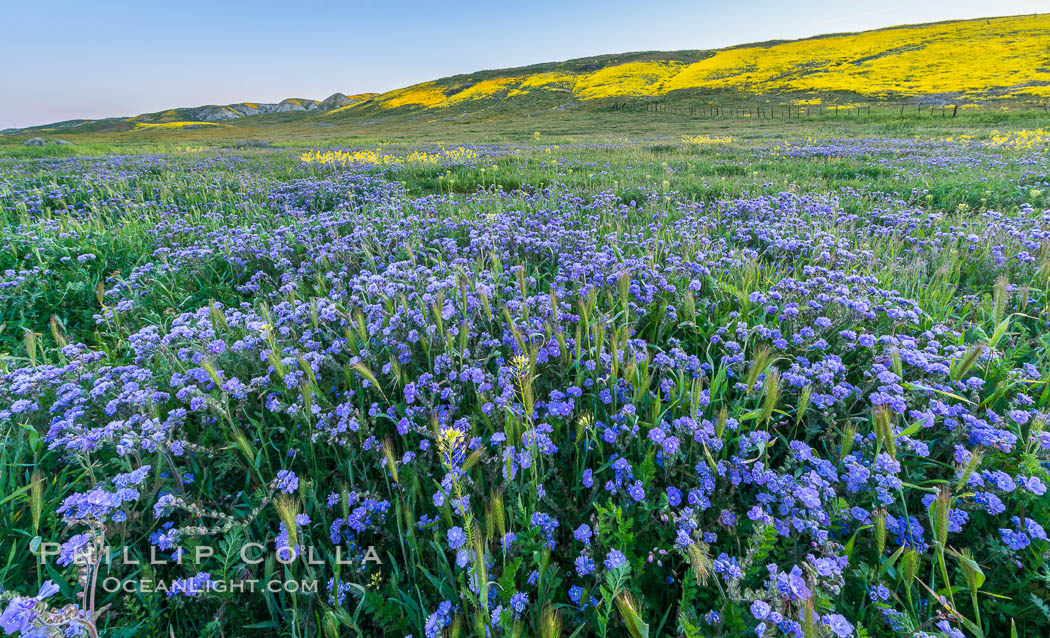 Wildflowers bloom across Carrizo Plains National Monument, Carrizo Plain National Monument, California