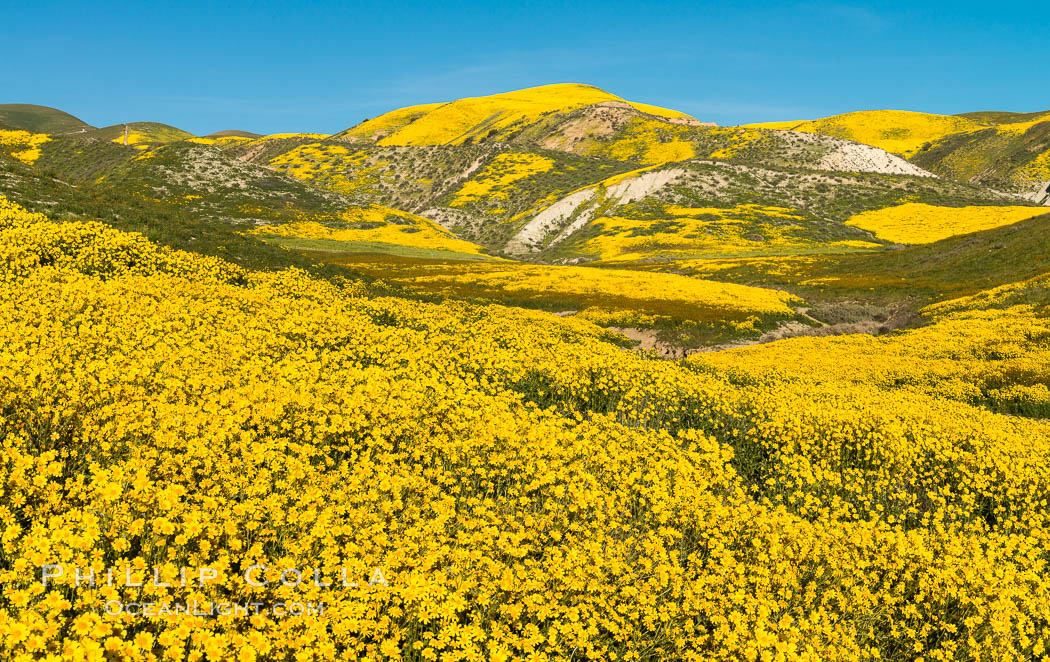 Wildflowers bloom across Carrizo Plains National Monument, Carrizo Plain National Monument, California