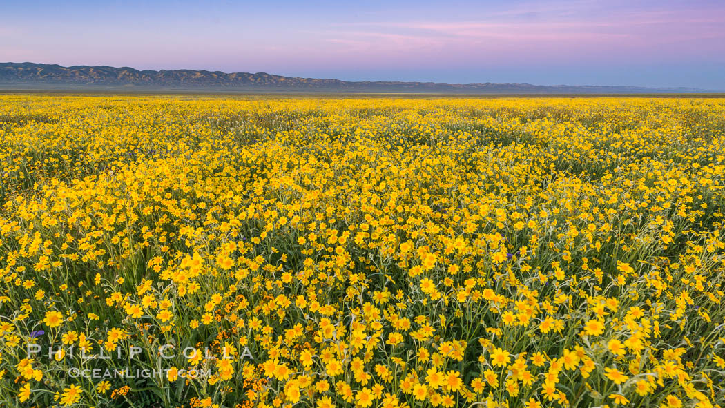 Wildflowers bloom across Carrizo Plains National Monument, during the 2017 Superbloom. Carrizo Plain National Monument, California, USA, natural history stock photograph, photo id 33247