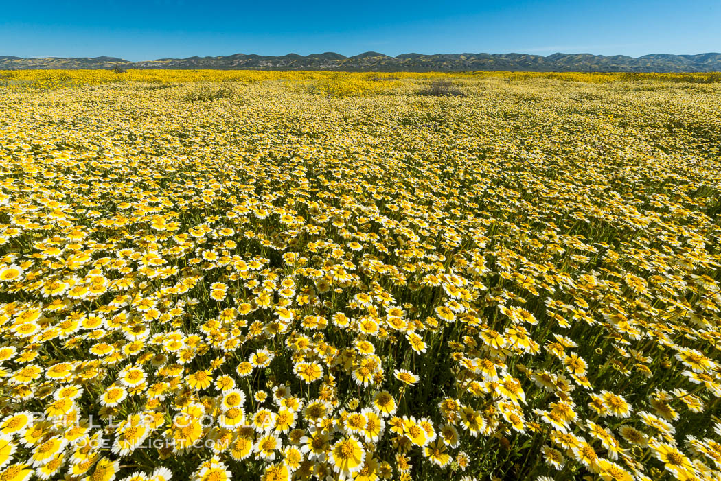 Wildflowers bloom across Carrizo Plains National Monument, during the 2017 Superbloom. Carrizo Plain National Monument, California, USA, natural history stock photograph, photo id 33233