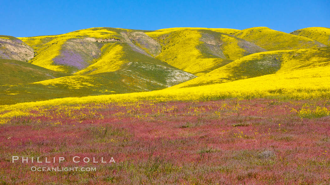 Wildflowers bloom across Carrizo Plains National Monument, during the 2017 Superbloom. Carrizo Plain National Monument, California, USA, natural history stock photograph, photo id 33237