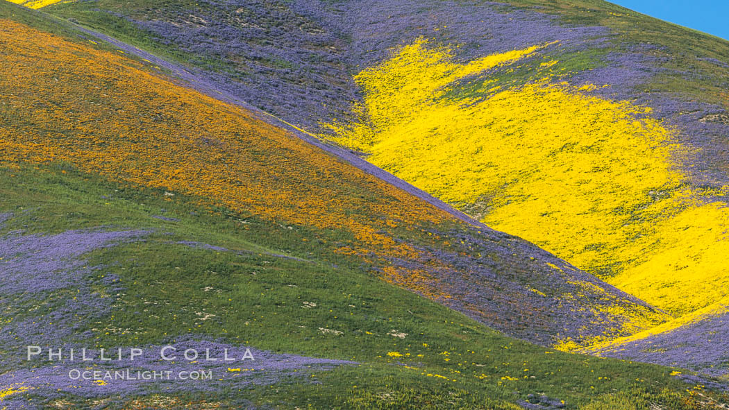 Wildflowers bloom across Carrizo Plains National Monument, during the 2017 Superbloom. Carrizo Plain National Monument, California, USA, natural history stock photograph, photo id 33241