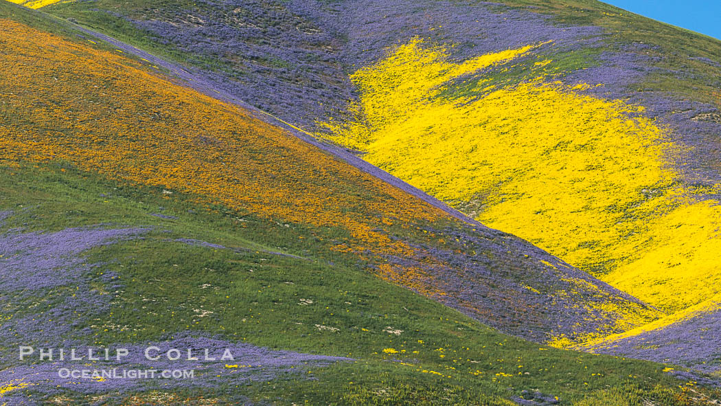 Wildflowers bloom across Carrizo Plains National Monument, during the 2017 Superbloom., natural history stock photograph, photo id 33241