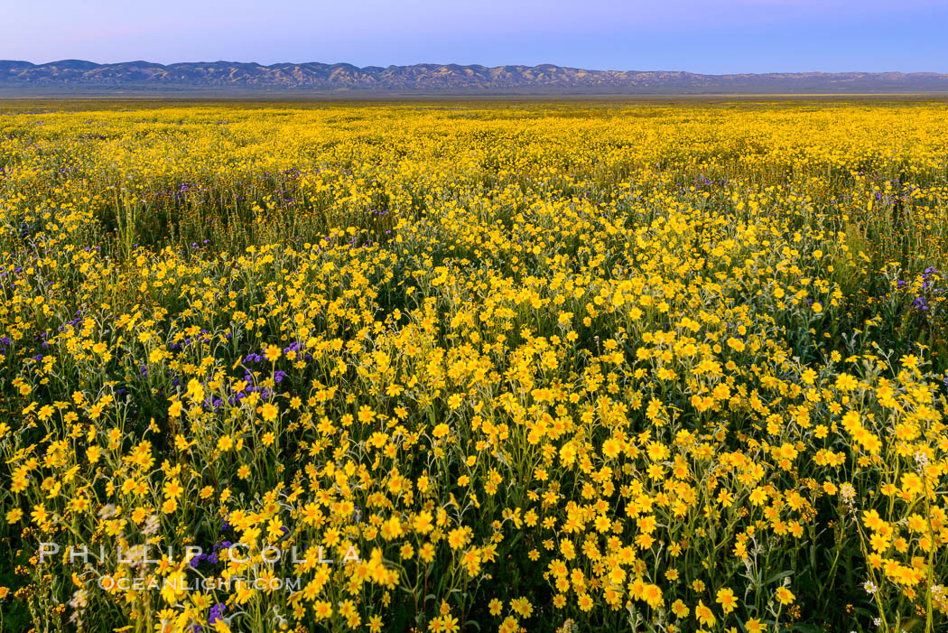 Wildflowers bloom across Carrizo Plains National Monument, during the 2017 Superbloom. Carrizo Plain National Monument, California, USA, natural history stock photograph, photo id 33249