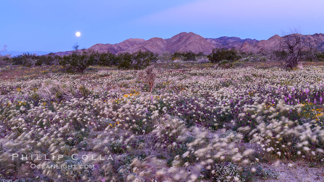 Wildflowers Bloom in Spring, Joshua Tree National Park. California, USA, natural history stock photograph, photo id 33142