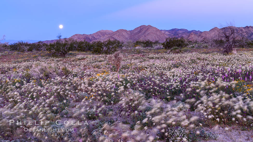 Wildflowers Bloom in Spring, Joshua Tree National Park