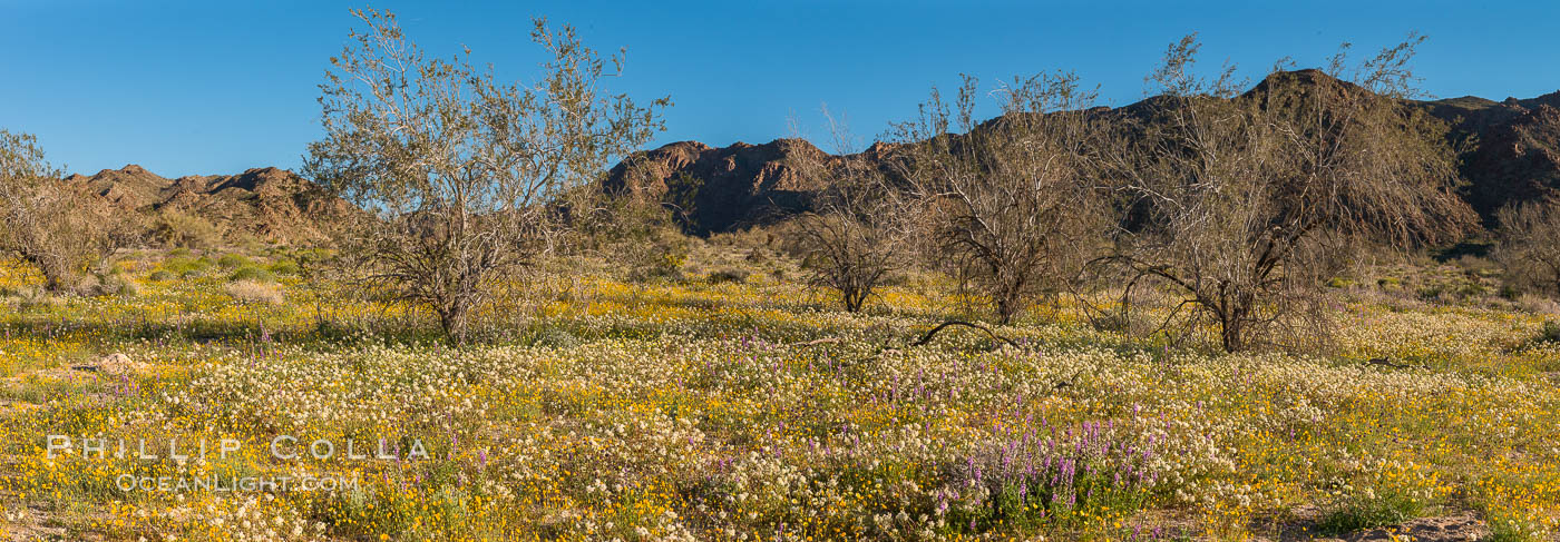 Wildflowers Bloom in Spring, Joshua Tree National Park