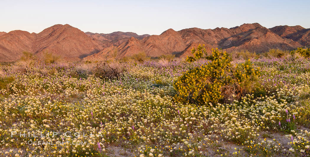 Wildflowers Bloom in Spring, Joshua Tree National Park. California, USA, natural history stock photograph, photo id 33144