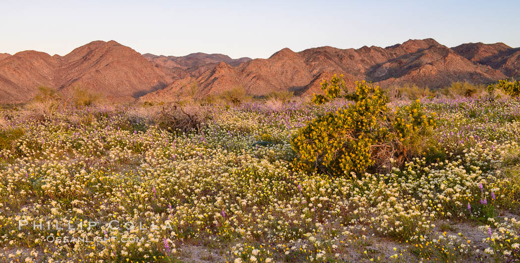 Wildflowers Bloom in Spring, Joshua Tree National Park