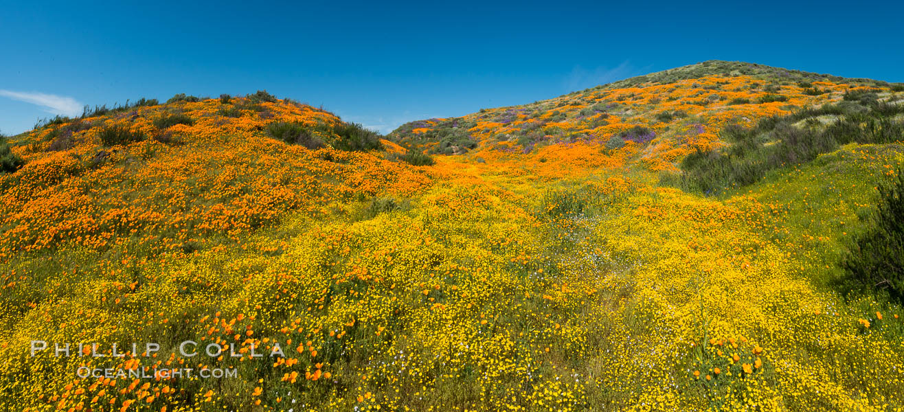 Wildflowers carpets the hills at Diamond Valley Lake, Hemet. California, USA, Eschscholzia californica, natural history stock photograph, photo id 33138
