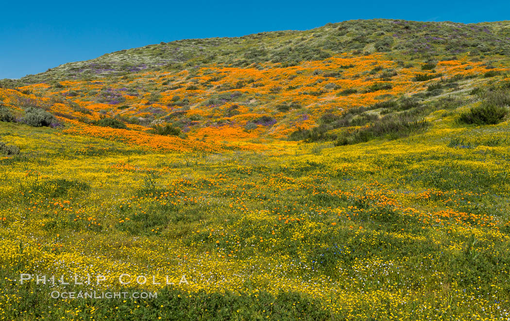 Wildflowers carpets the hills at Diamond Valley Lake, Hemet