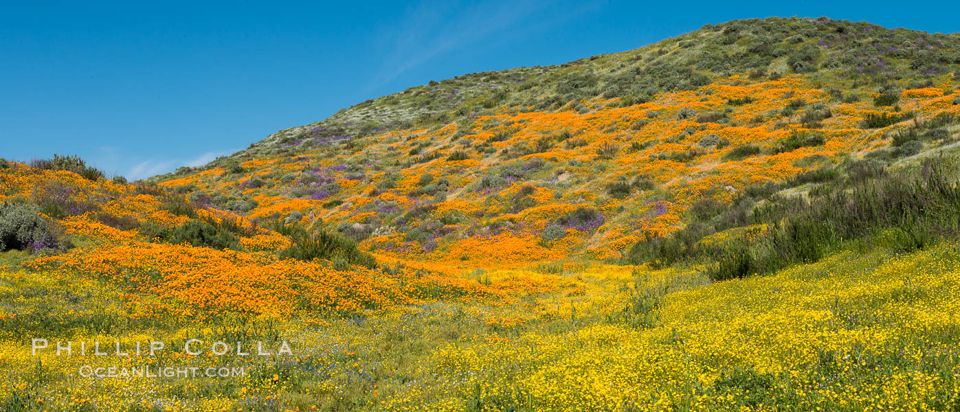 Wildflowers carpets the hills at Diamond Valley Lake, Hemet. California, USA, Eschscholzia californica, natural history stock photograph, photo id 33137