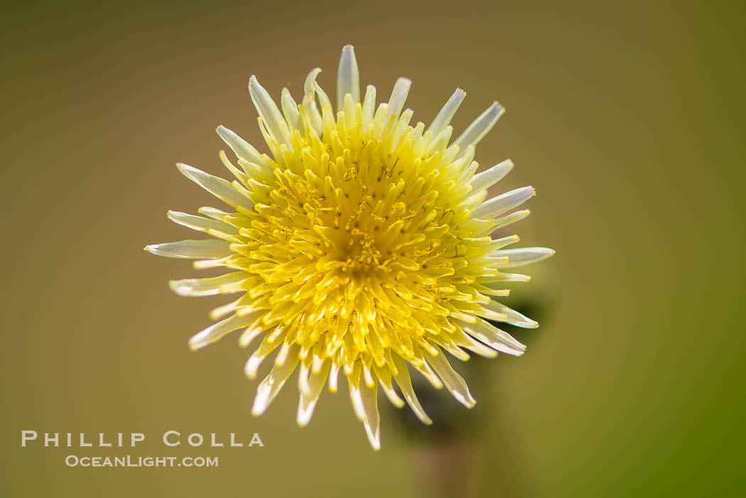 Wildflowers, Rancho La Costa, Carlsbad., natural history stock photograph, photo id 33118