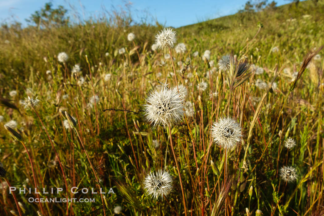 Wildflowers, Rancho La Costa, Carlsbad., natural history stock photograph, photo id 33260