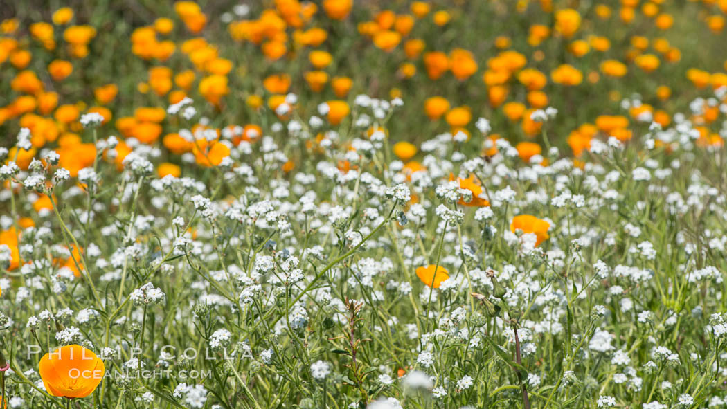 Wildflowers, Rancho La Costa, Carlsbad. California, USA, natural history stock photograph, photo id 33121