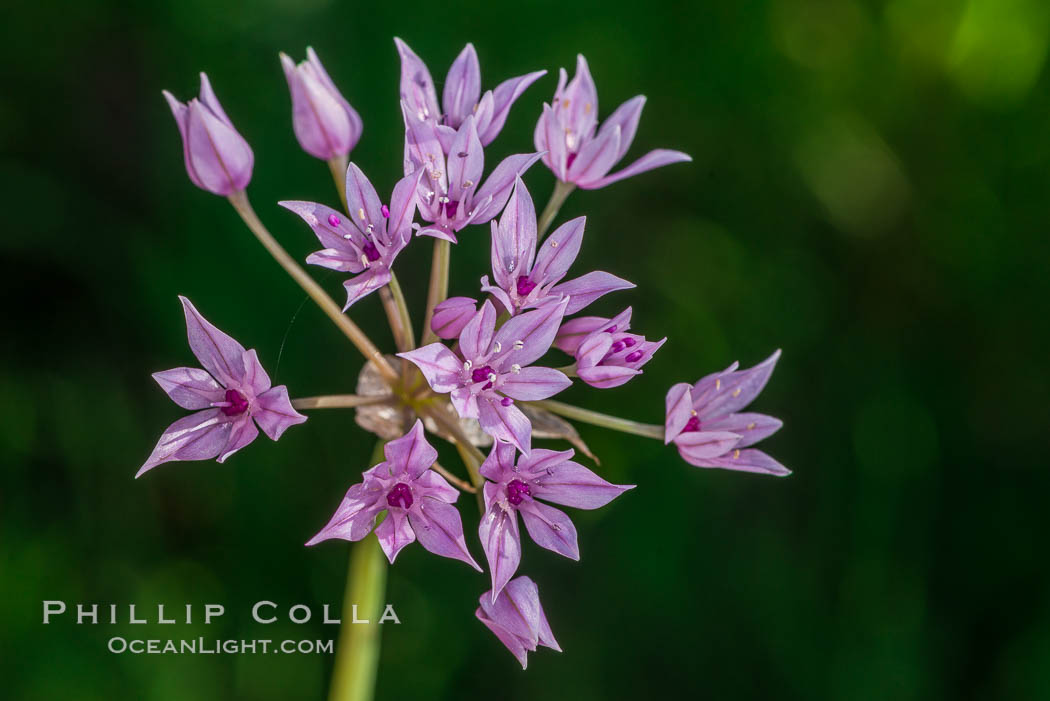 Wildflowers, Rancho La Costa, Carlsbad. California, USA, natural history stock photograph, photo id 33213