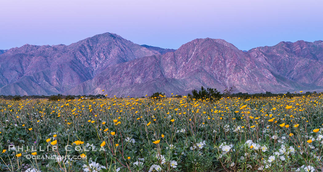 Wildflowers bloom in Anza Borrego Desert State Park, during the 2017 Superbloom. Anza-Borrego Desert State Park, Borrego Springs, California, USA, natural history stock photograph, photo id 33154