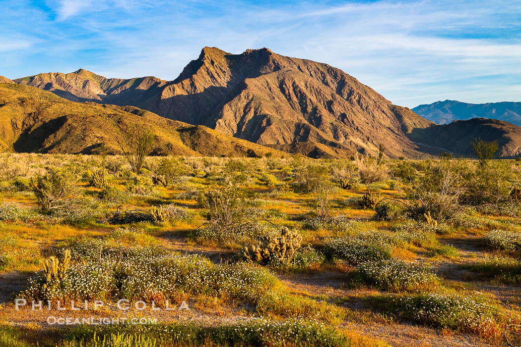 Wildflowers bloom in Anza Borrego Desert State Park, during the 2017 Superbloom. Anza-Borrego Desert State Park, Borrego Springs, California, USA, natural history stock photograph, photo id 33178