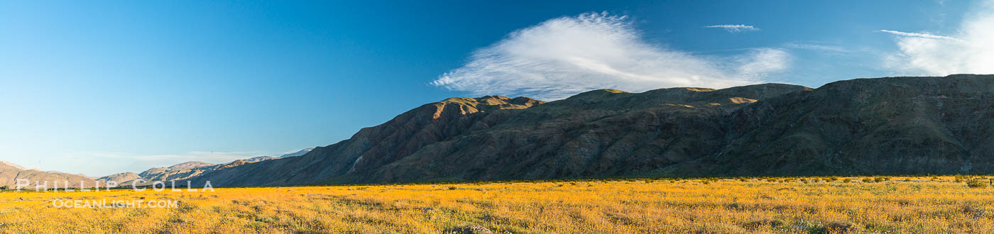 Desert Sunflower blooms in a spectacular display in Anza Borrego Desert State Park during the 2017 Superbloom. Anza-Borrego Desert State Park, Borrego Springs, California, USA, Geraea canescens, natural history stock photograph, photo id 33188