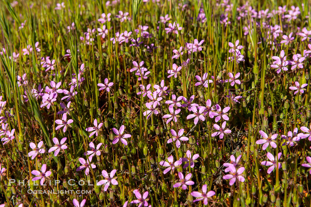 Wildflowers bloom in Anza Borrego Desert State Park, during the 2017 Superbloom., natural history stock photograph, photo id 33159