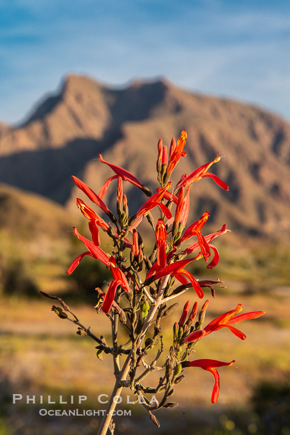 Wildflowers bloom in Anza Borrego Desert State Park, during the 2017 Superbloom. Anza-Borrego Desert State Park, Borrego Springs, California, USA, natural history stock photograph, photo id 33179