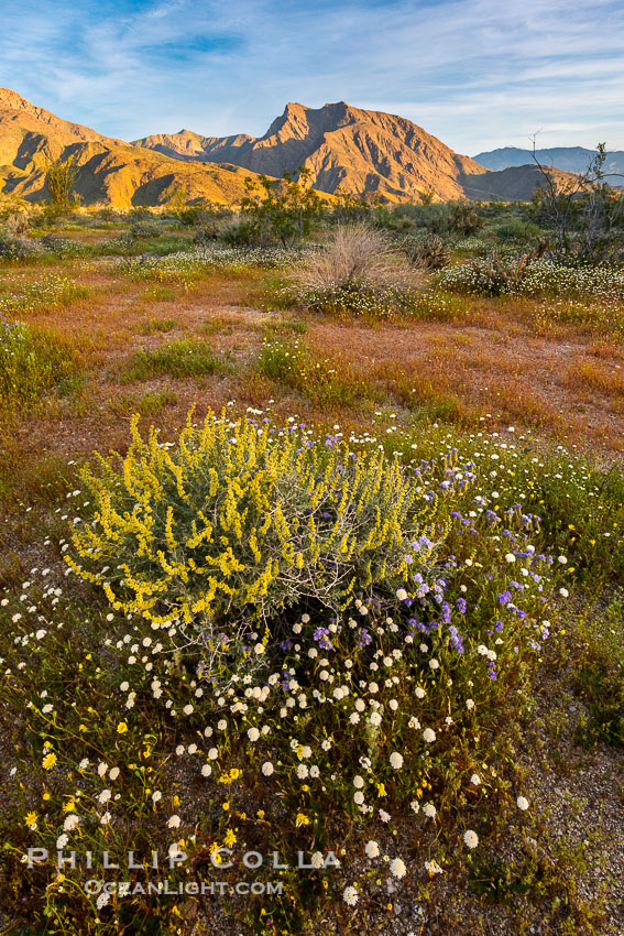 Wildflowers bloom in Anza Borrego Desert State Park, during the 2017 Superbloom. Anza-Borrego Desert State Park, Borrego Springs, California, USA, natural history stock photograph, photo id 33173