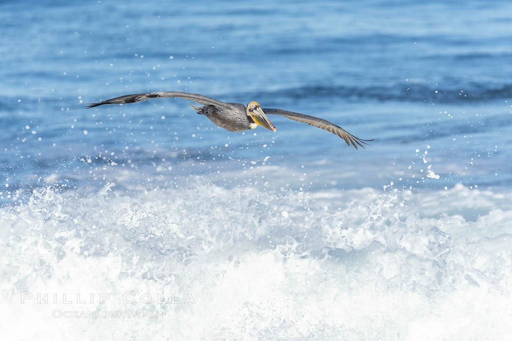 Windsurfing California Brown Pelican, La Jolla. USA, Pelecanus occidentalis, Pelecanus occidentalis californicus, natural history stock photograph, photo id 37671
