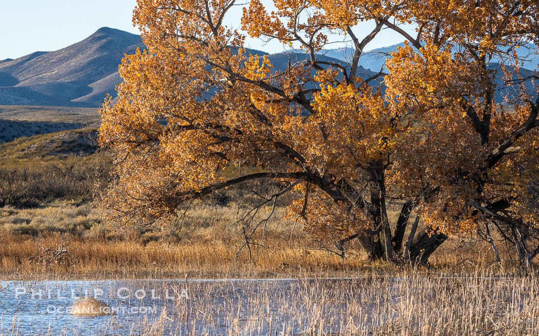 Winter Foliage and Late Afternoon Landscape, Bosque del Apache National Wildlife Refuge. Socorro, New Mexico, USA, natural history stock photograph, photo id 39923