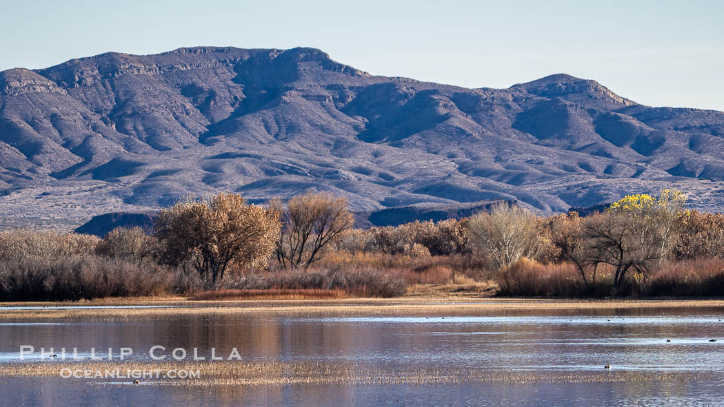 Winter Foliage and Late Afternoon Landscape, Bosque del Apache National Wildlife Refuge. Socorro, New Mexico, USA, natural history stock photograph, photo id 39939
