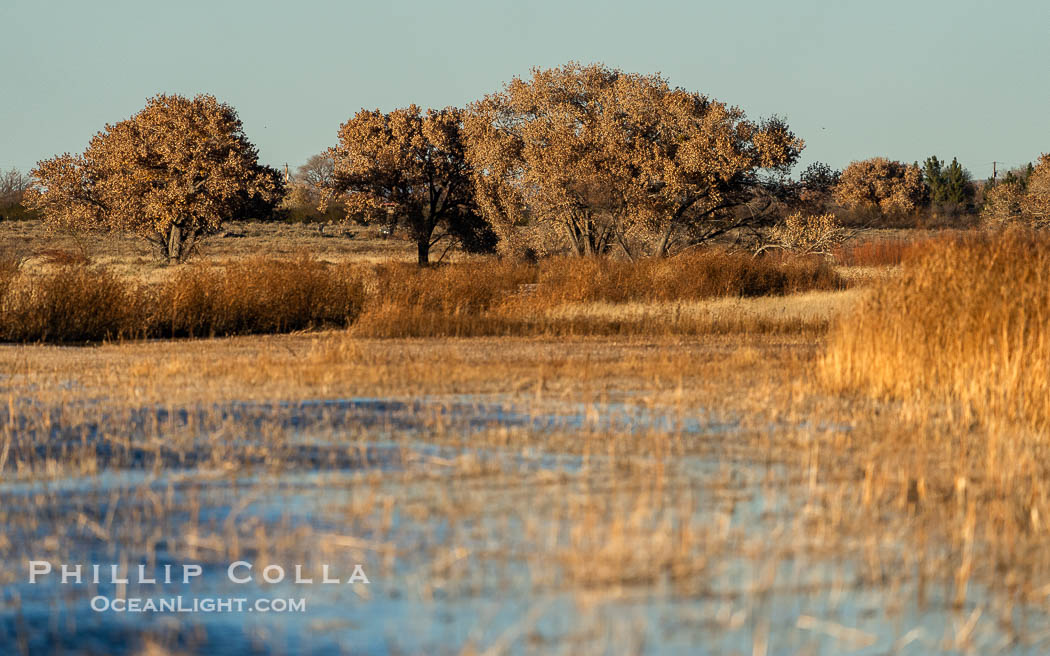 Winter Foliage and Late Afternoon Landscape, Bosque del Apache National Wildlife Refuge. Socorro, New Mexico, USA, natural history stock photograph, photo id 39925