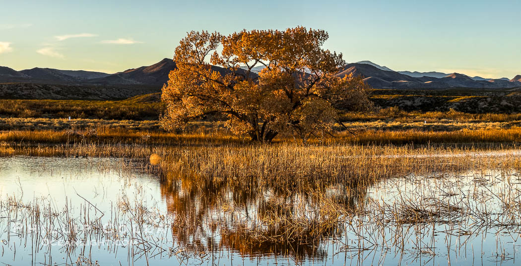 Winter Foliage and Late Afternoon Landscape, Bosque del Apache National Wildlife Refuge., natural history stock photograph, photo id 39929