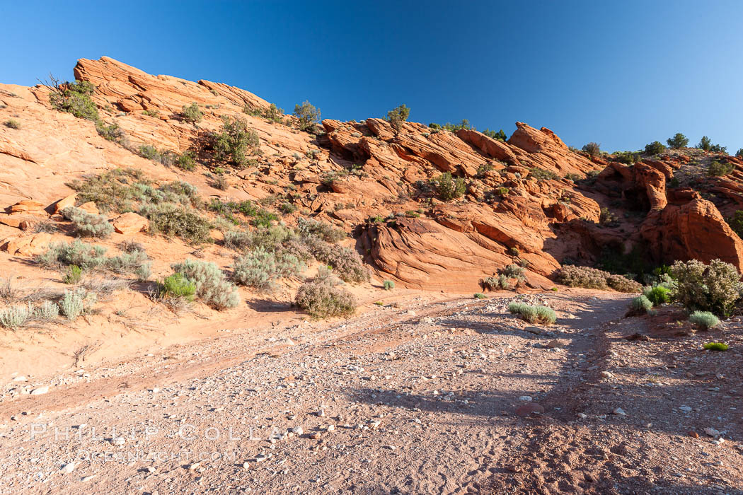 Wire Pass trail. The Wire Pass trail runs along a river wash through sandstone bluffs and scattered trees and scrub brush, Paria Canyon-Vermilion Cliffs Wilderness, Arizona