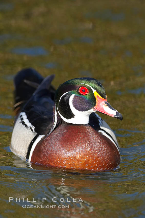 Wood duck, male, Aix sponsa, Santee Lakes