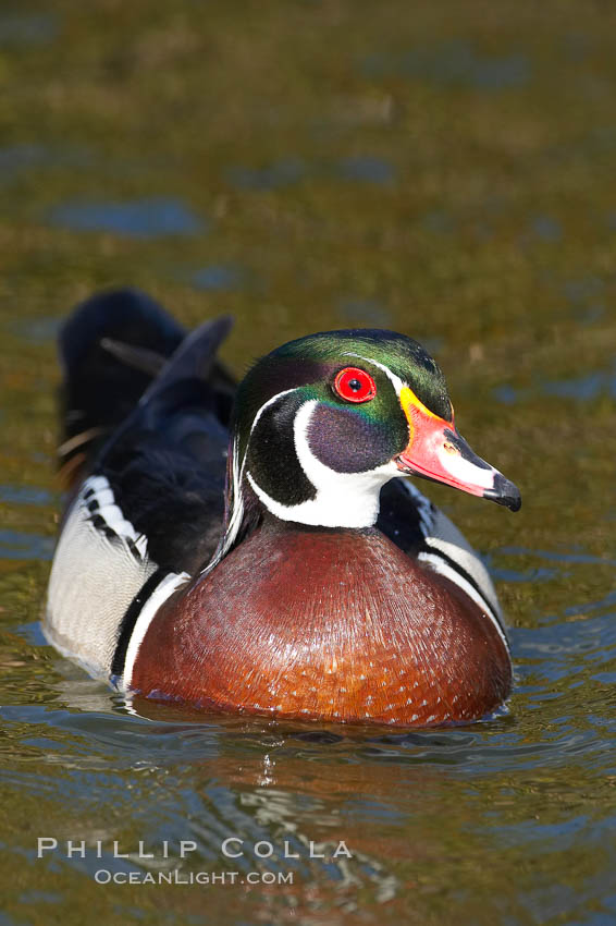 Wood duck, male. Santee Lakes, California, USA, Aix sponsa, natural history stock photograph, photo id 15694