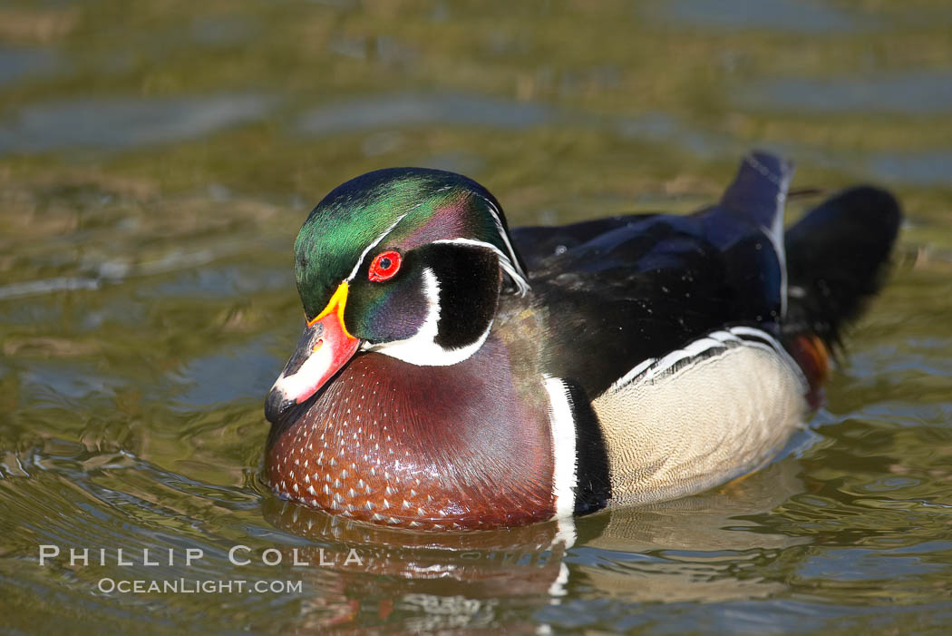 Wood duck, male. Santee Lakes, California, USA, Aix sponsa, natural history stock photograph, photo id 15691