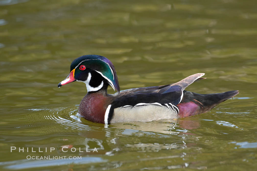 Wood duck, male. Santee Lakes, California, USA, Aix sponsa, natural history stock photograph, photo id 15697