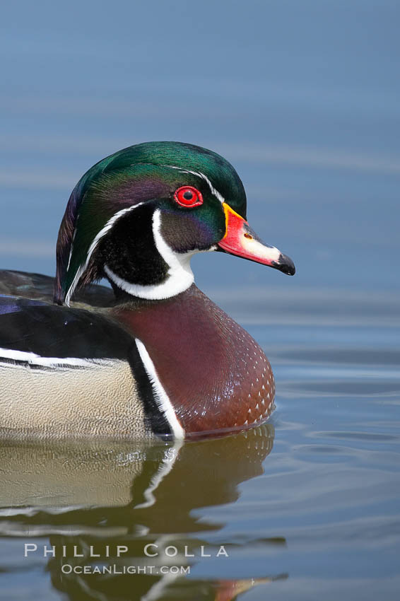 Wood duck, male. Santee Lakes, California, USA, Aix sponsa, natural history stock photograph, photo id 15696