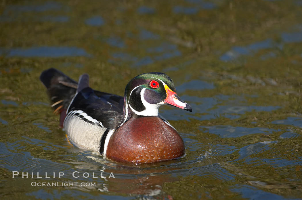 Wood duck, male. Santee Lakes, California, USA, Aix sponsa, natural history stock photograph, photo id 15699