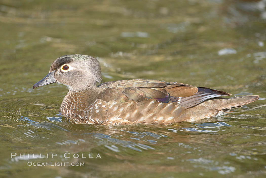 Wood duck, female. Santee Lakes, California, USA, Aix sponsa, natural history stock photograph, photo id 15709