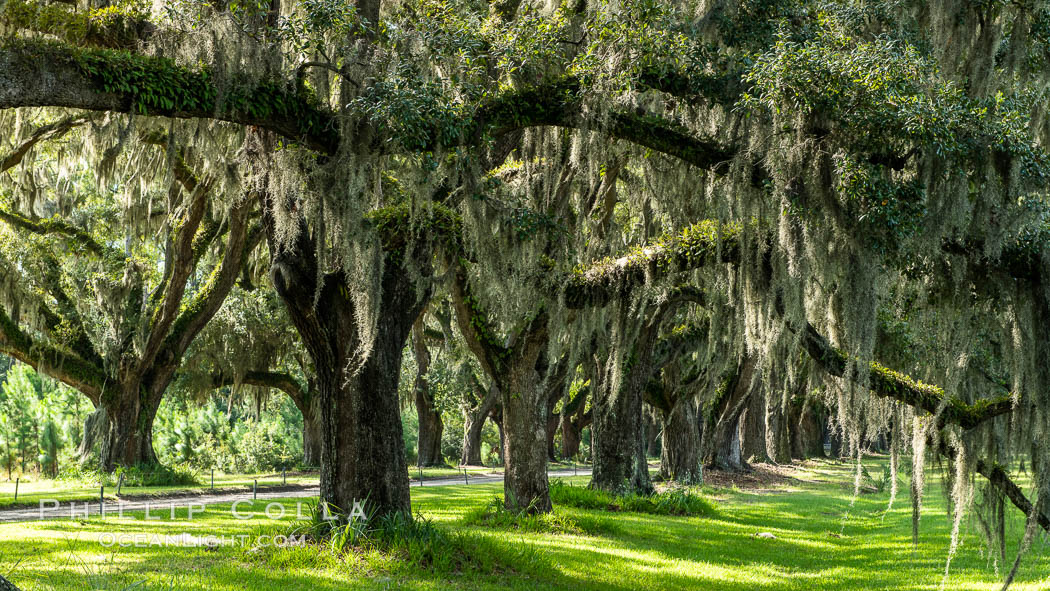 Southern Live Oaks form a long shaded Oak Alley at Wormsloe Plantation, Savannah, Georgia. Wormsloe State Historic Site. USA, Quercus virginiana, natural history stock photograph, photo id 37390