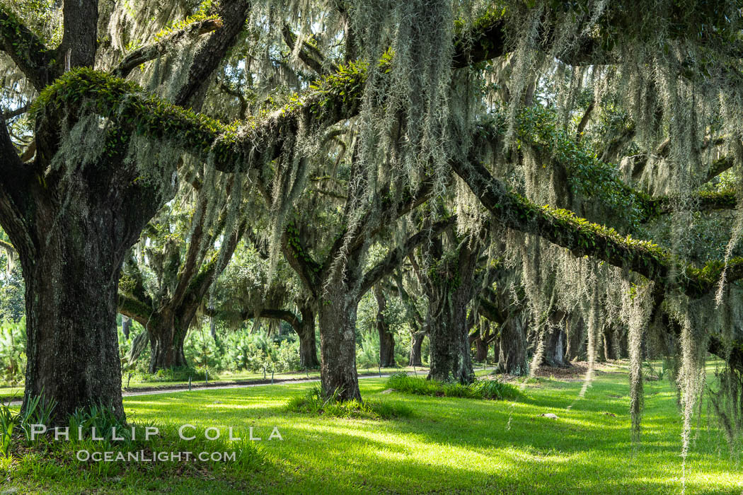 Southern Live Oaks form a long shaded Oak Alley at Wormsloe Plantation, Savannah, Georgia. Wormsloe State Historic Site. USA, Quercus virginiana, natural history stock photograph, photo id 37391