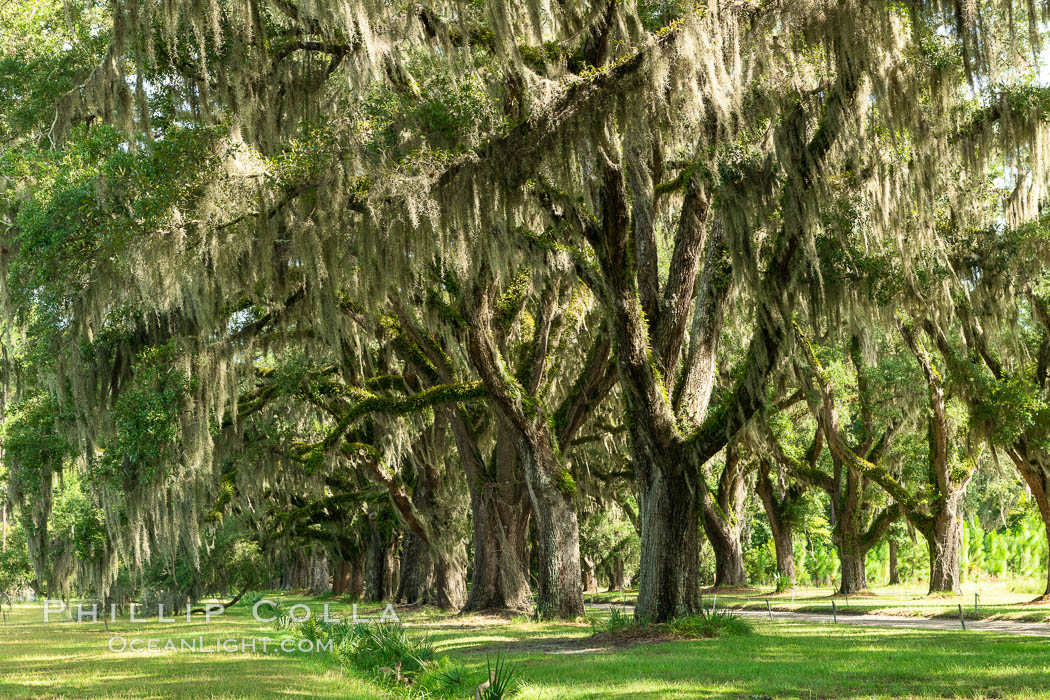 Southern Live Oaks form a long shaded Oak Alley at Wormsloe Plantation, Savannah, Georgia. Wormsloe State Historic Site. USA, Quercus virginiana, natural history stock photograph, photo id 37389