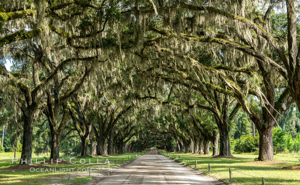 Southern Live Oaks form a long shaded Oak Alley at Wormsloe Plantation, Savannah, Georgia. Wormsloe State Historic Site. USA, Quercus virginiana, natural history stock photograph, photo id 37393