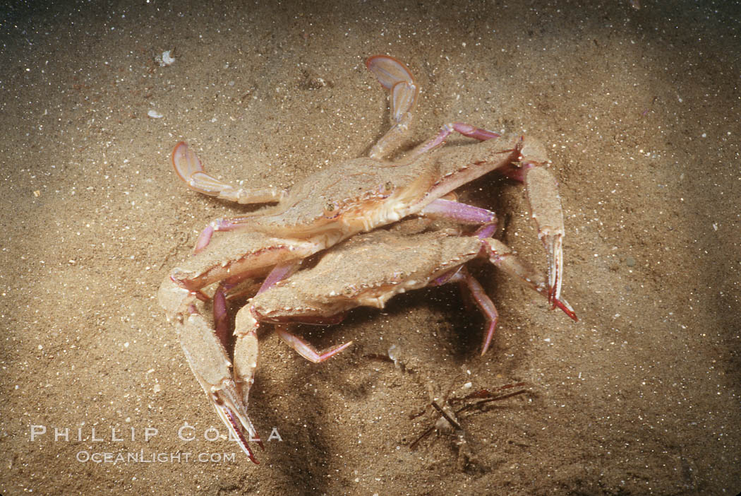Xantus swimming crab. La Jolla, California, USA, Portunus xantusii, natural history stock photograph, photo id 02562