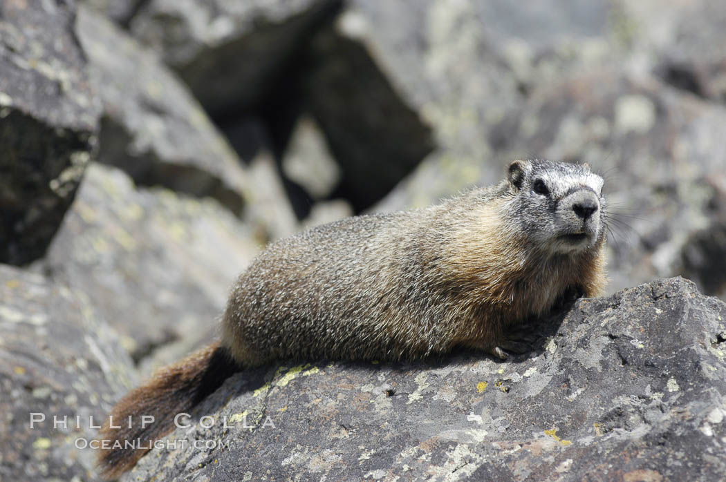 Yellow-bellied marmots can often be found on rocky slopes, perched atop boulders. Yellowstone National Park, Wyoming, USA, Marmota flaviventris, natural history stock photograph, photo id 07328