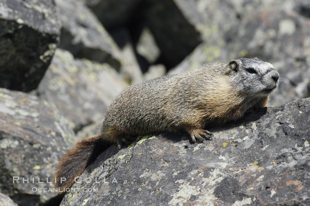 Yellow-bellied marmots can often be found on rocky slopes, perched atop boulders. Yellowstone National Park, Wyoming, USA, Marmota flaviventris, natural history stock photograph, photo id 07332