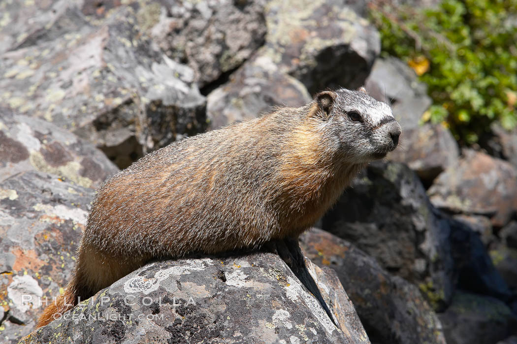 Yellow-bellied marmots can often be found on rocky slopes, perched atop boulders. Yellowstone National Park, Wyoming, USA, Marmota flaviventris, natural history stock photograph, photo id 13056